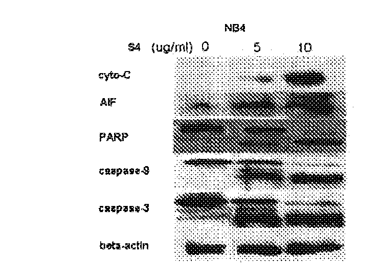 Anti-tumor effect of dimeric phthalide compound