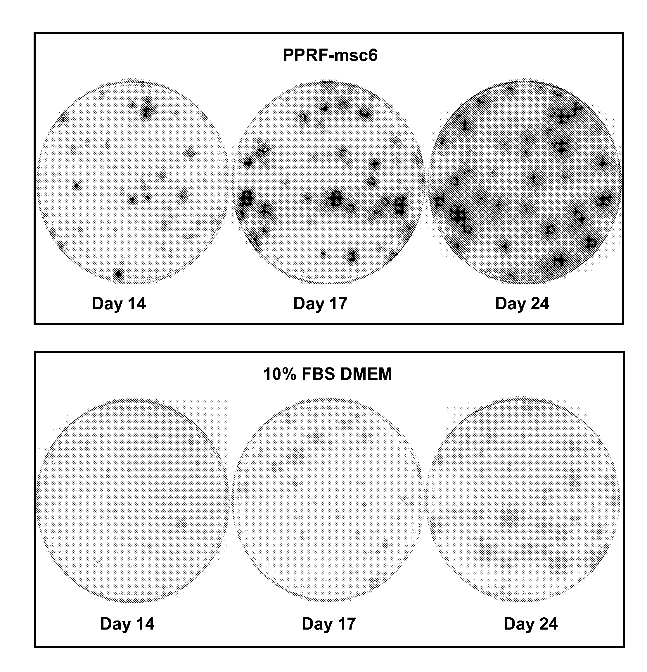 Methods and Compositions for Isolating, Maintaining and Serially Expanding Human Mesenchymal Stem Cells