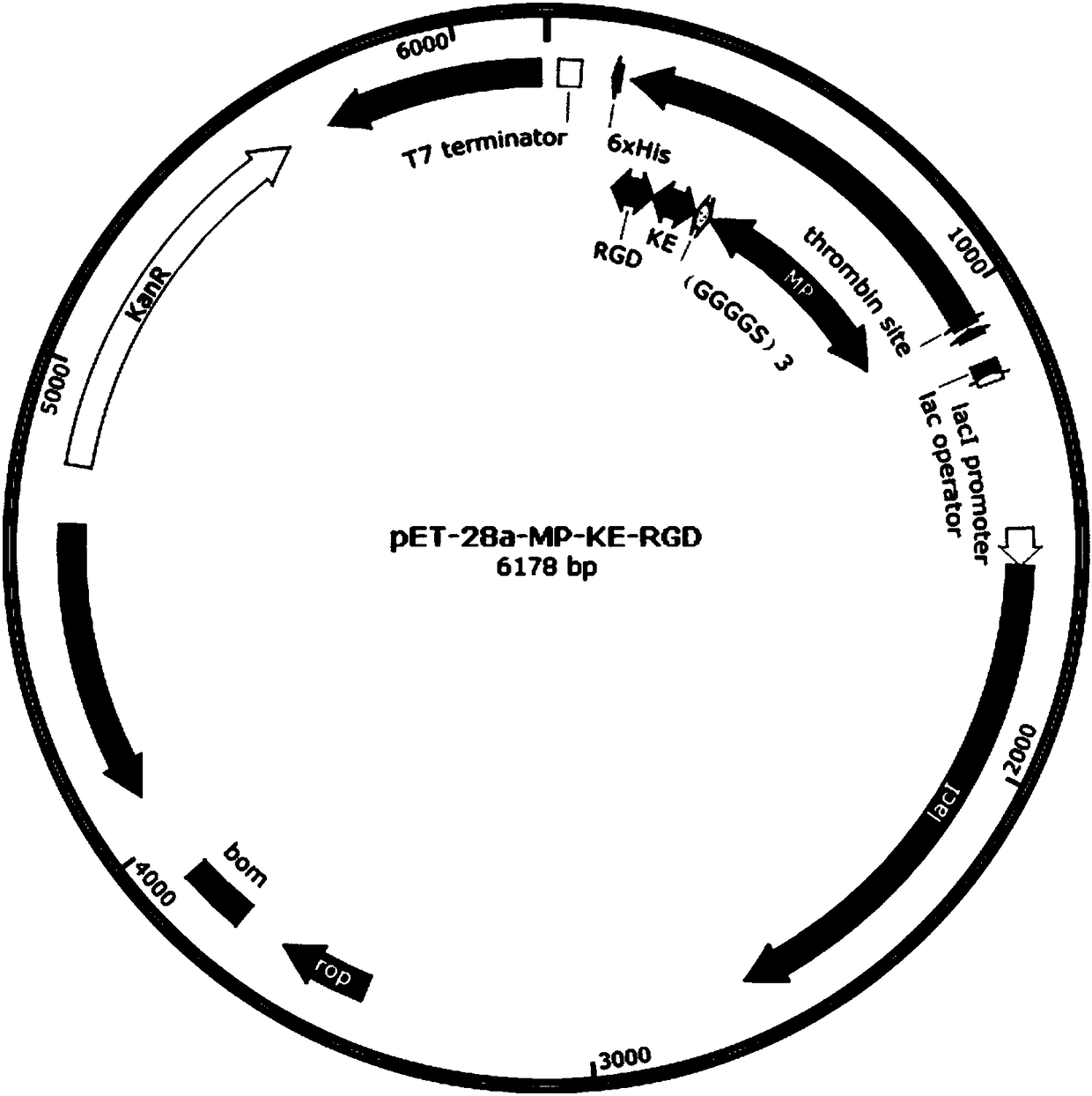 Synthesis method and application of triblock multifunctional fused protein based on mussel attachment protein/zwitter-ion polypeptide