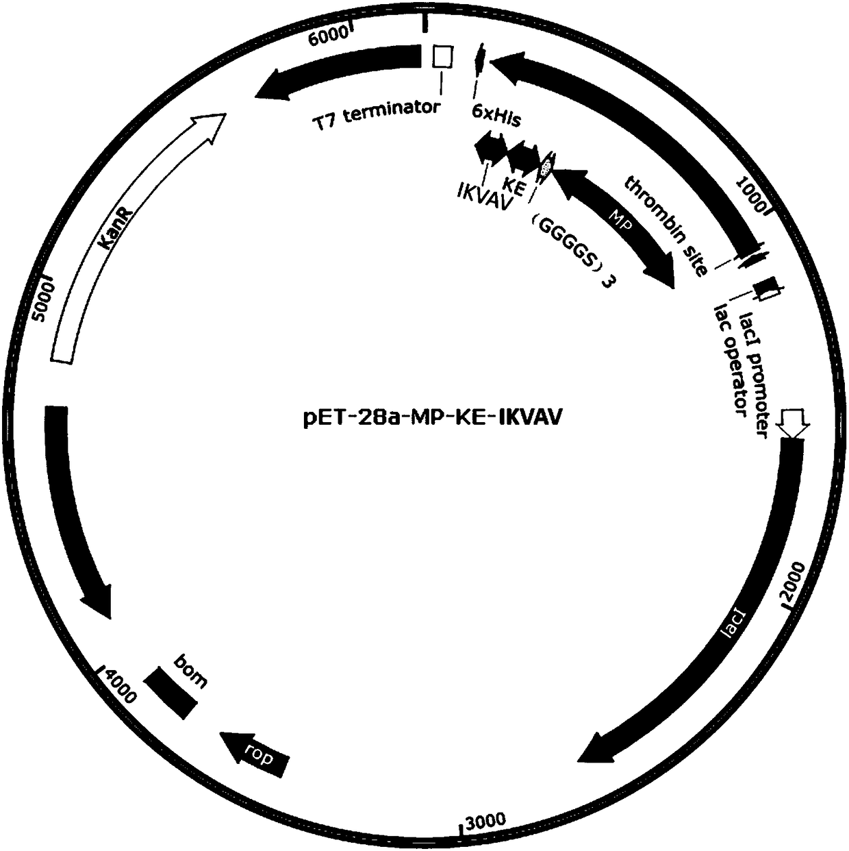 Synthesis method and application of triblock multifunctional fused protein based on mussel attachment protein/zwitter-ion polypeptide