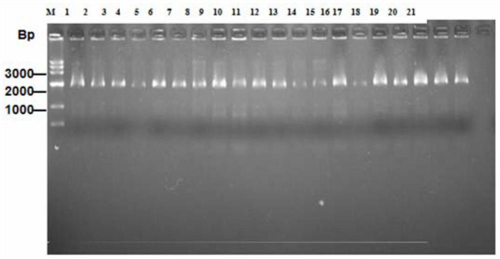 Polypeptide specifically binding to Mycoplasma pneumoniae positive serum and diagnostic kit