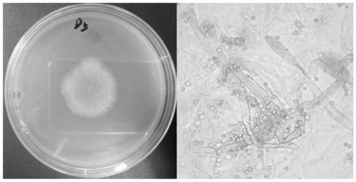 Fermentation culture method of aspergillus producing beta-cyclodextrin glucosyltransferase