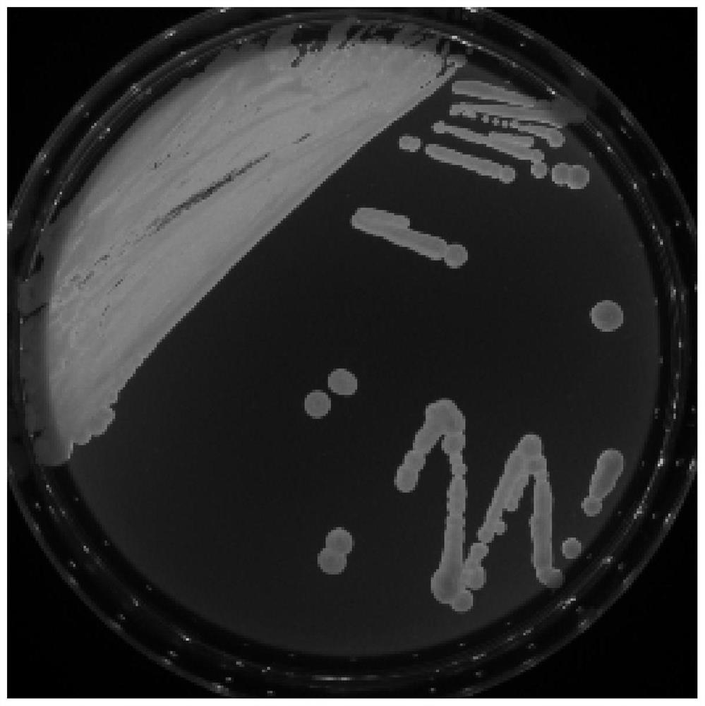 Saccharomyces cerevisiae, leavening agents and methods for their preparation and their use in the preparation of fermented foods, fermented rice cakes and methods for their preparation