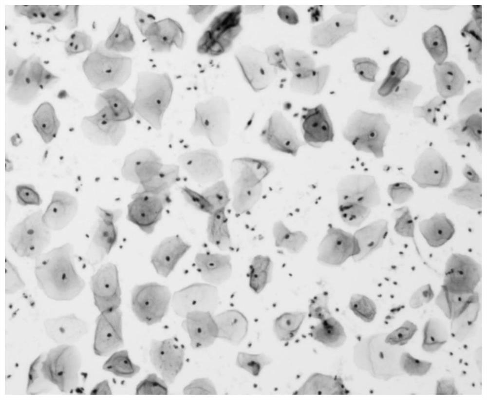 Cell preservation solution for rapid cell immunohistochemistry as well as preparation method and application thereof