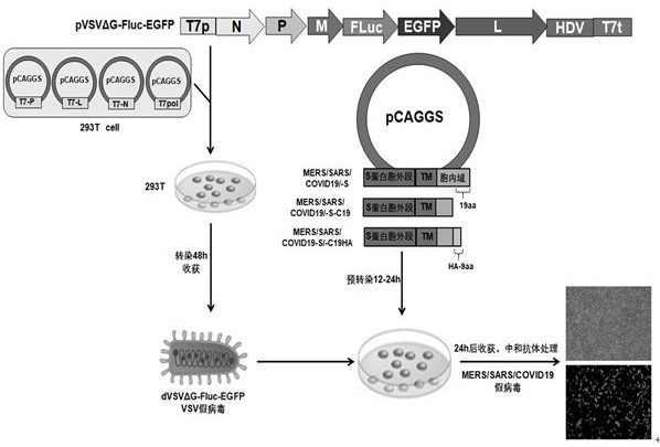 Pseudo-virus packaging system of coronavirus and one-step packaging method