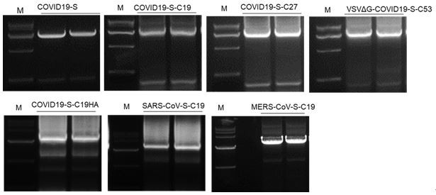 Pseudo-virus packaging system of coronavirus and one-step packaging method