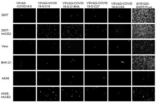 Pseudo-virus packaging system of coronavirus and one-step packaging method