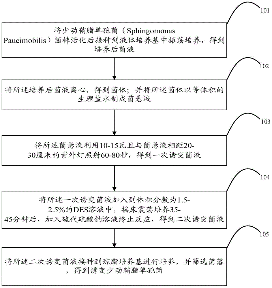 Induced sphingomonas paucimobilis as well as preparation method and application of induced sphingomonas paucimobilis