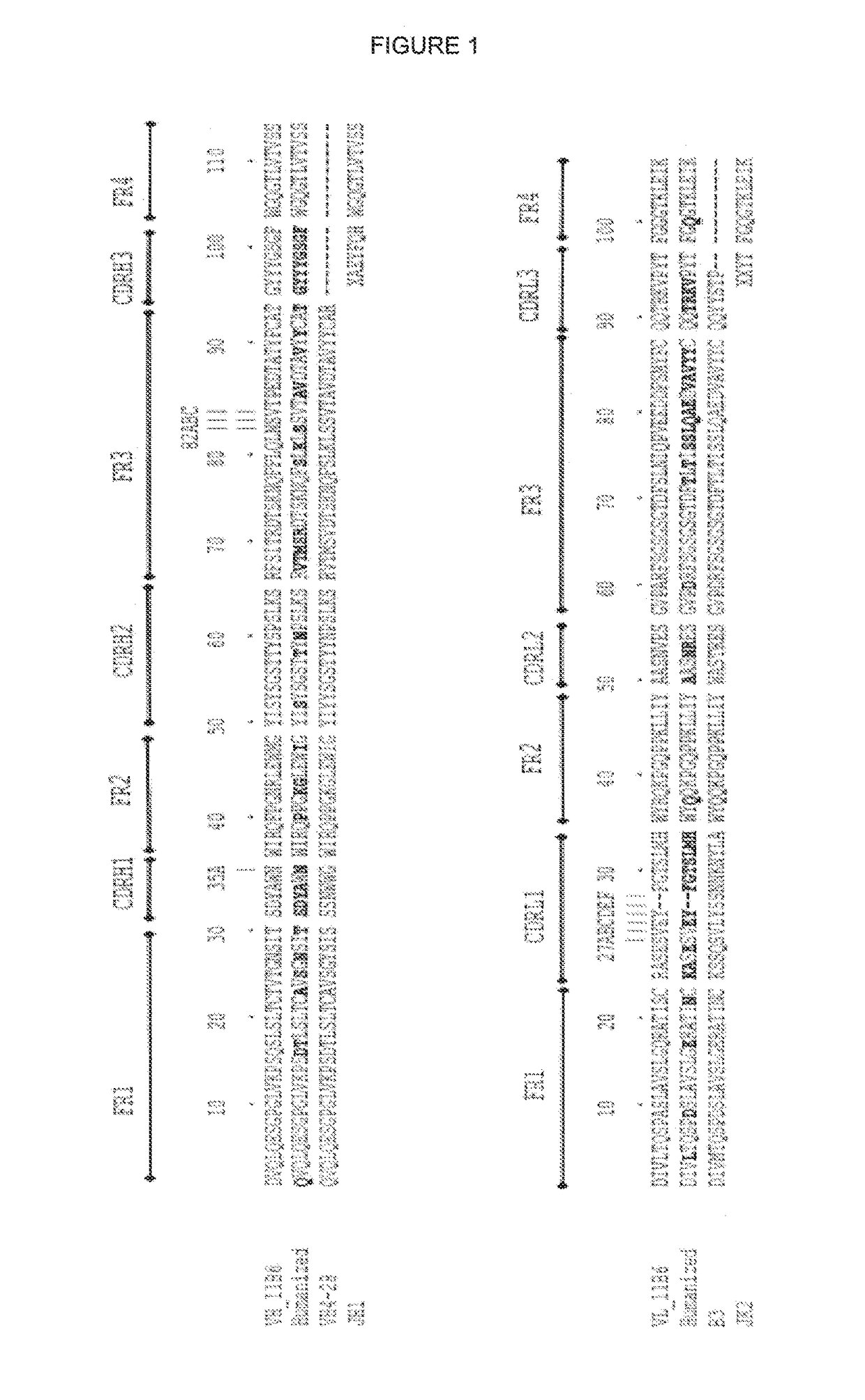 Humanised anti kallikrein-2 antibody