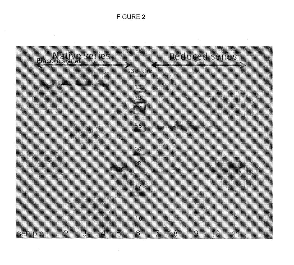 Humanised anti kallikrein-2 antibody