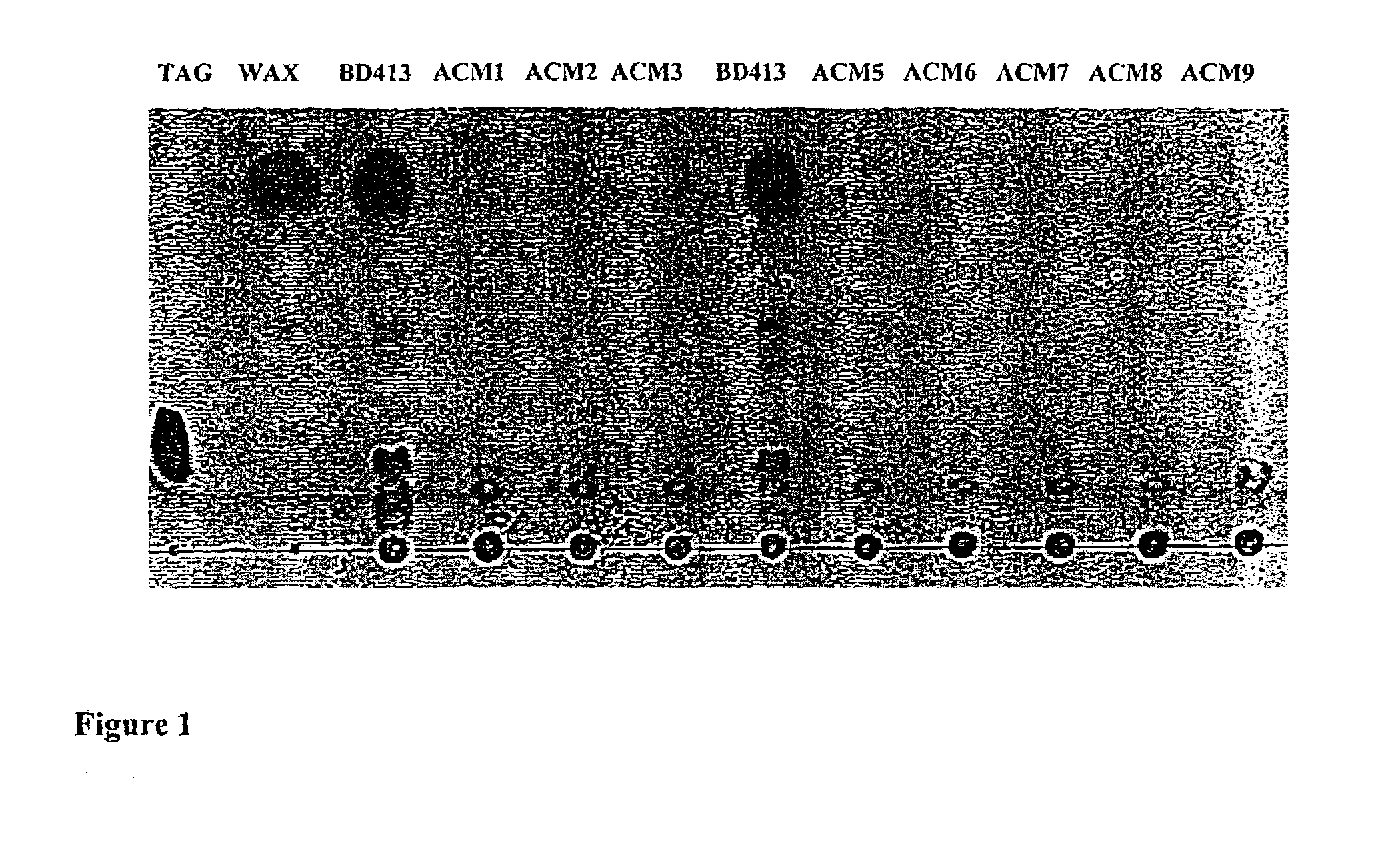 Methods and compositions for modification of lipid biosynthesis