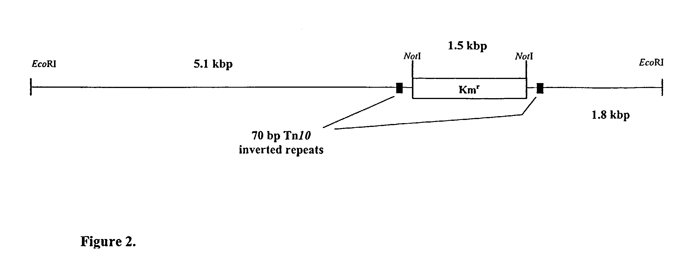 Methods and compositions for modification of lipid biosynthesis