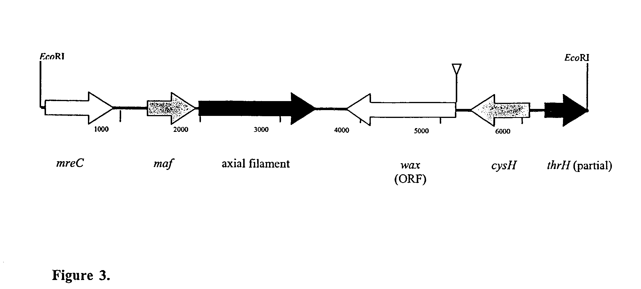 Methods and compositions for modification of lipid biosynthesis