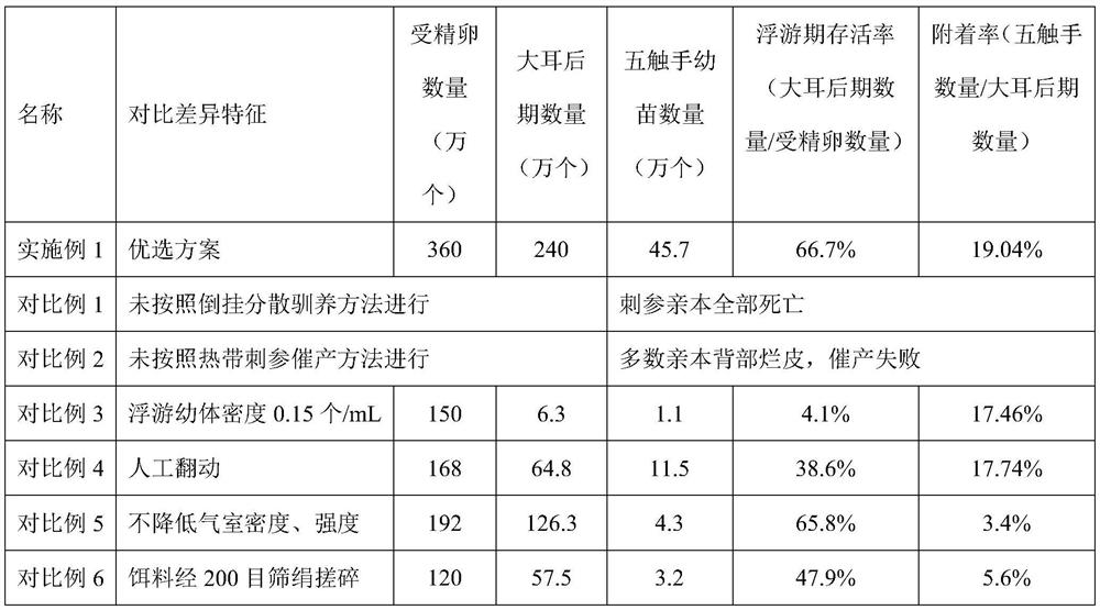 A kind of method of tropical sea cucumber parent hanging upside down scattered domestication, induction of labor and high-efficiency cultivation of seedlings