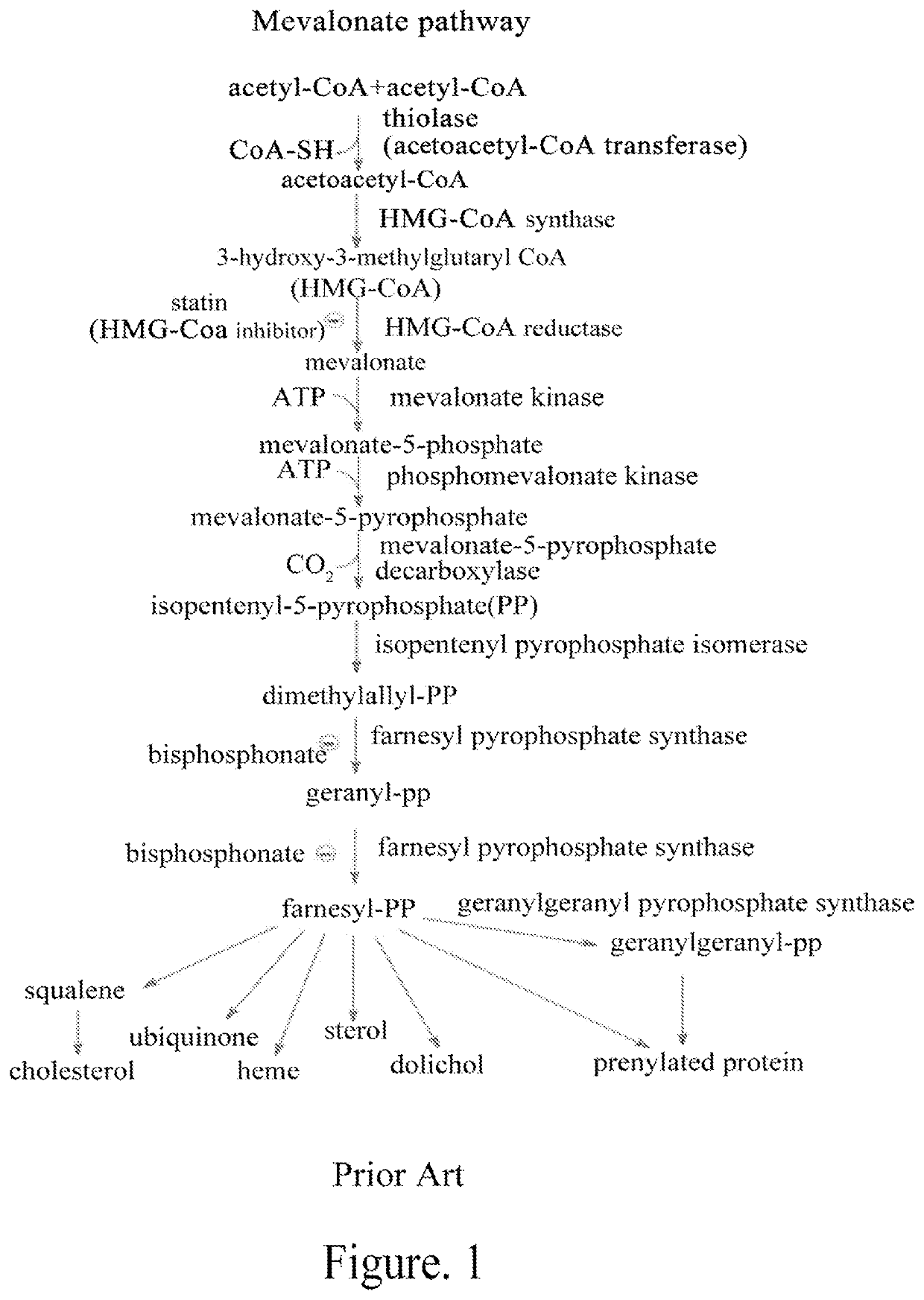 Mevalonate pathway inhibitor as highly-efficient vaccine adjuvant