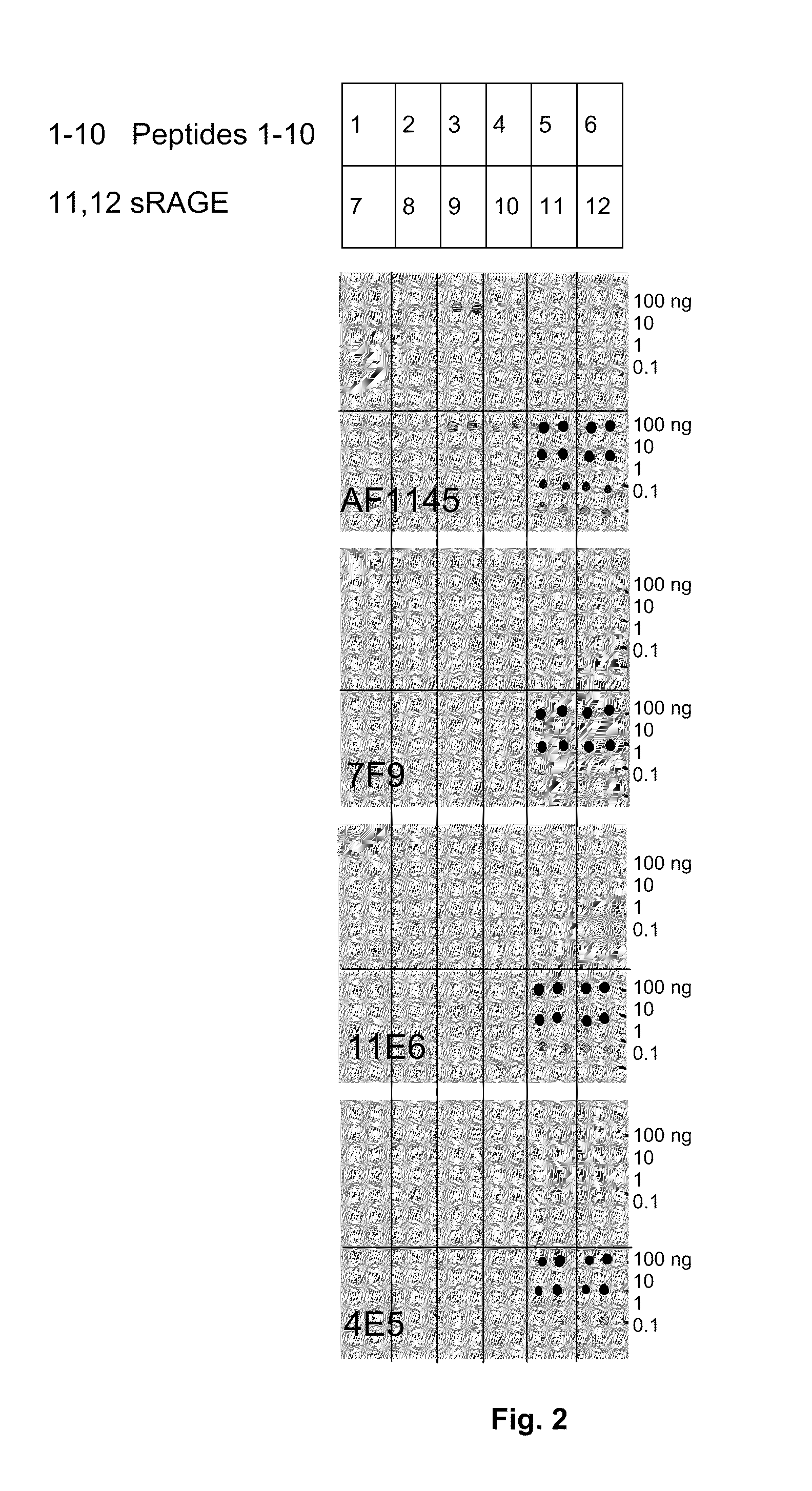 Antibodies to receptor of advanced glycation end products (RAGE) and uses thereof