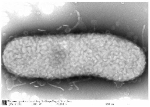 Preparation method and application of perfume for commelina communis cigarette