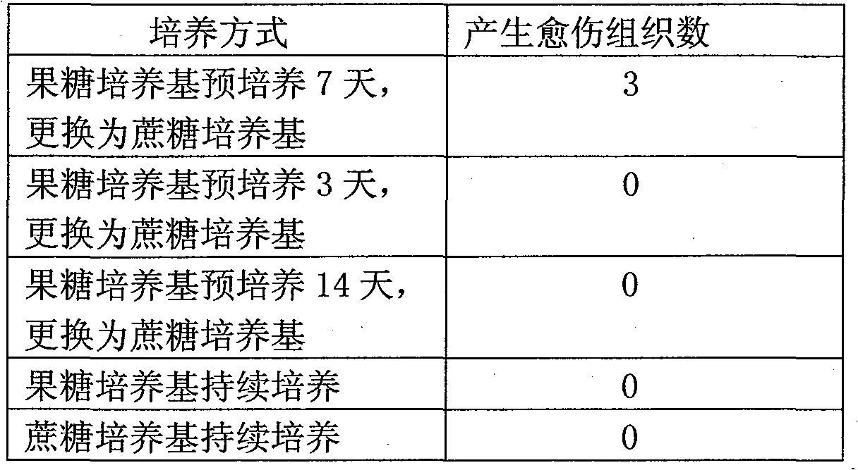 Method for obtaining haploid plant of calla by free microspore culture