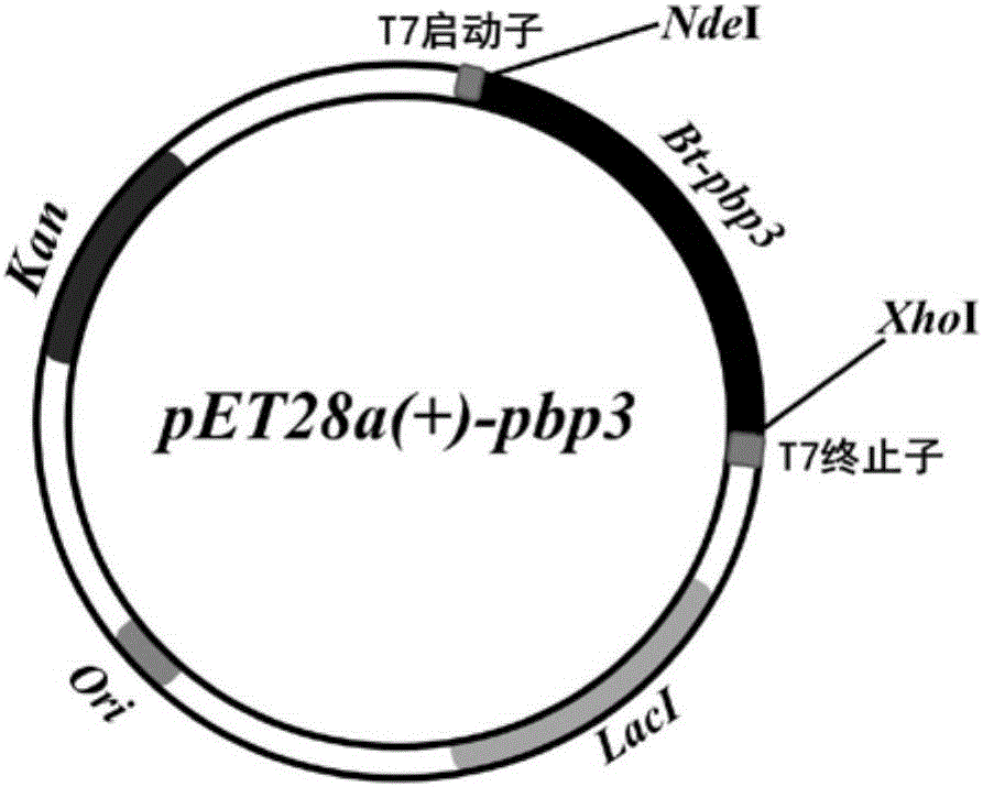 Penicillin-binding protein and application thereof