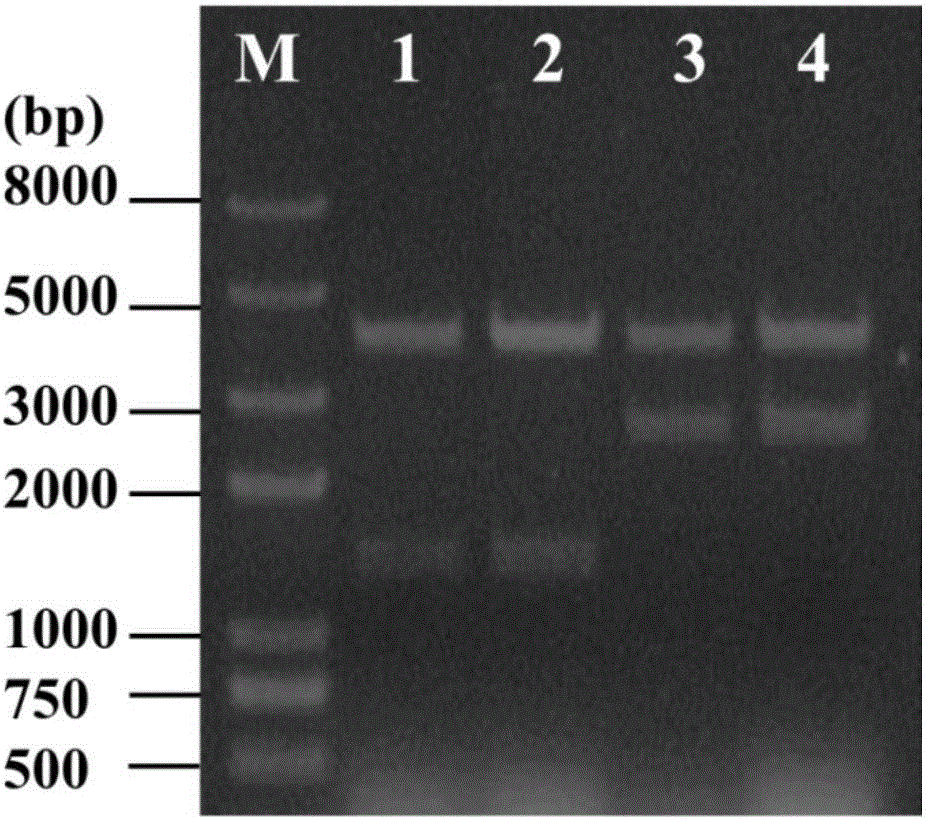 Penicillin-binding protein and application thereof