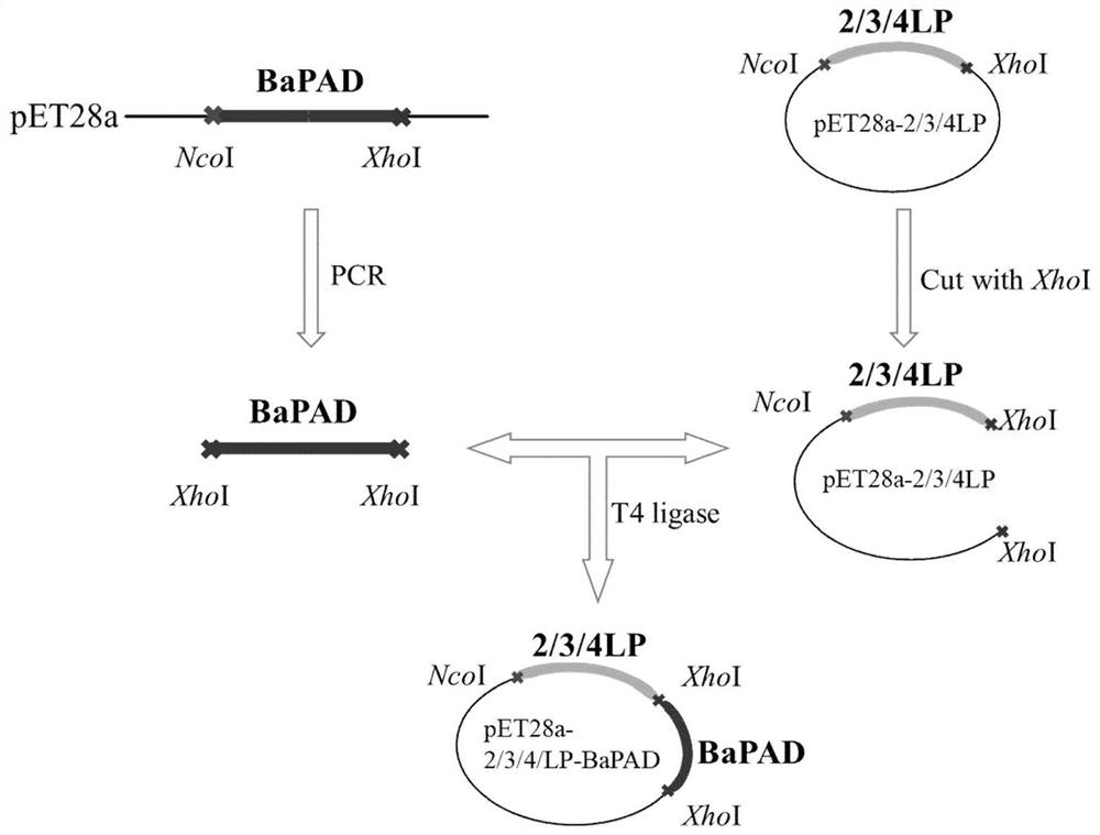 Linker peptide mediated enzyme immobilized BaPAD catalyst, and preparation method and application thereof