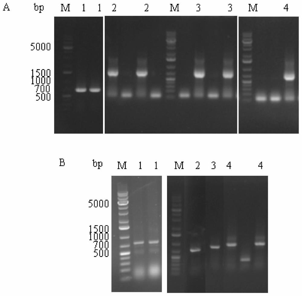 Linker peptide mediated enzyme immobilized BaPAD catalyst, and preparation method and application thereof