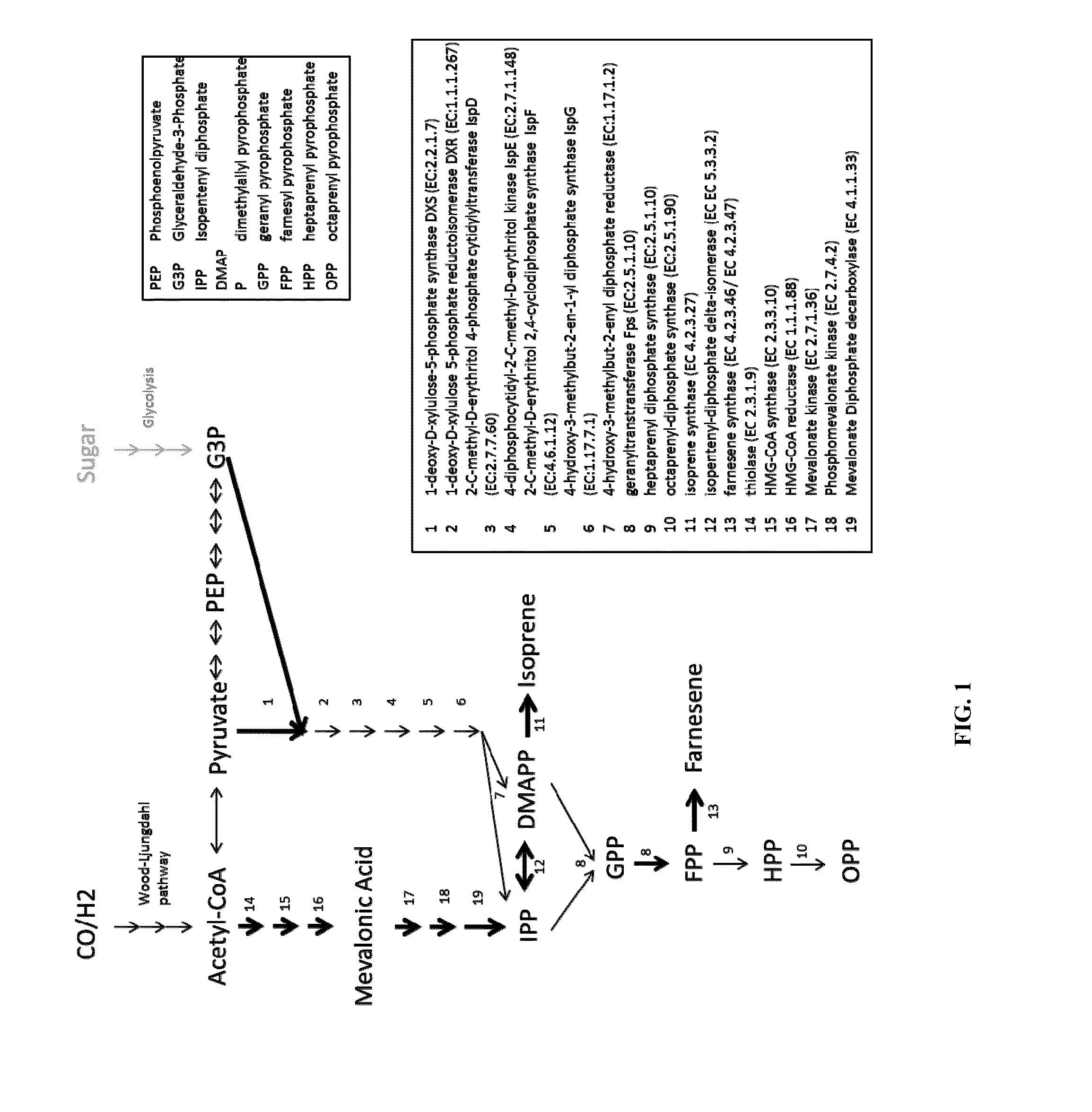 Recombinant microorganisms and uses therefor