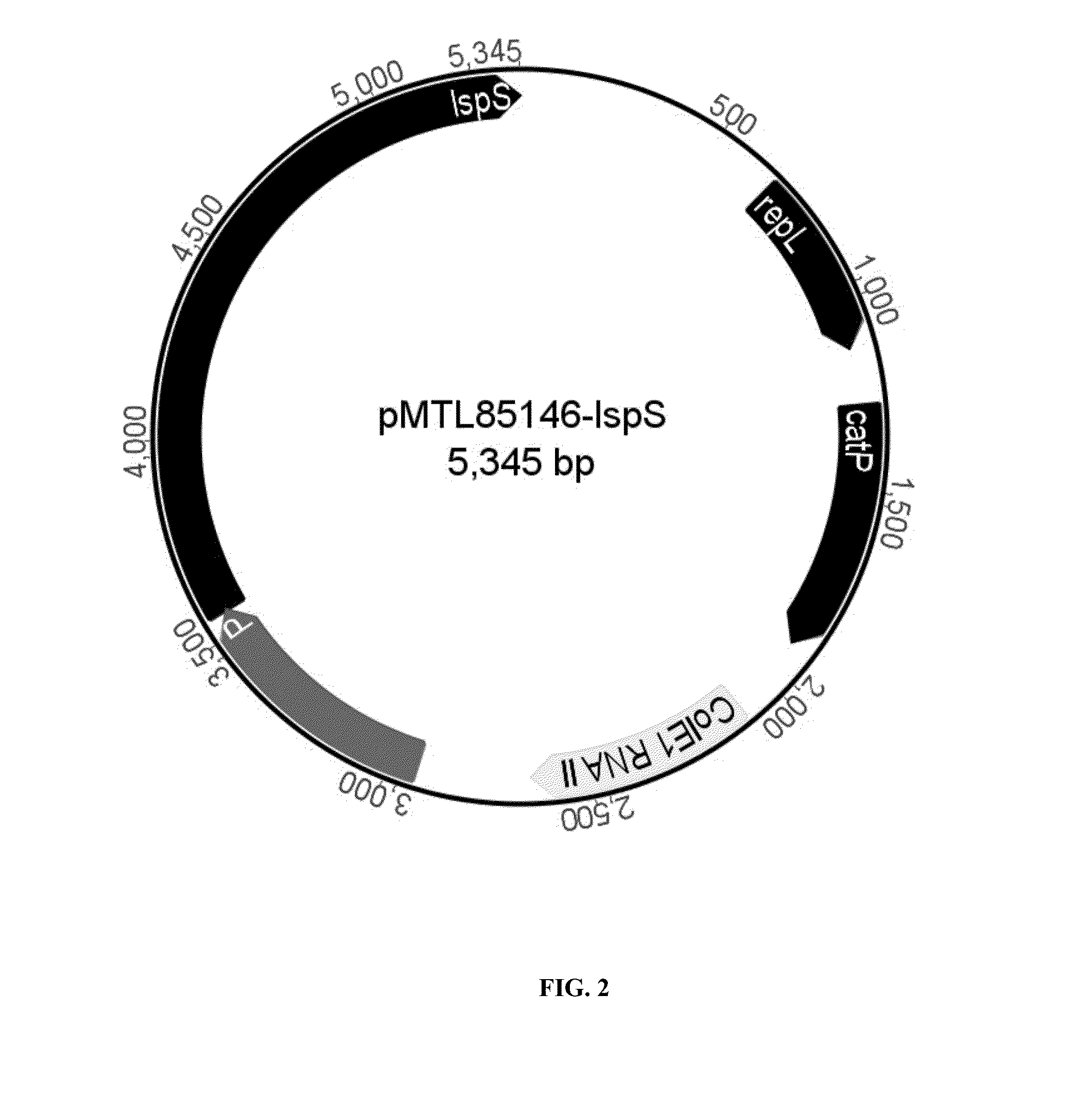 Recombinant microorganisms and uses therefor