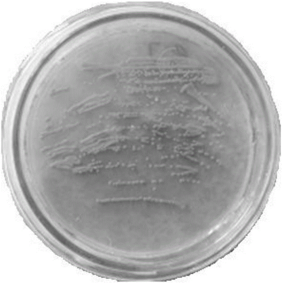 Phaffia rhodozyma strain rich in astaxanthin and screening method and application of Phaffia rhodozyma strain