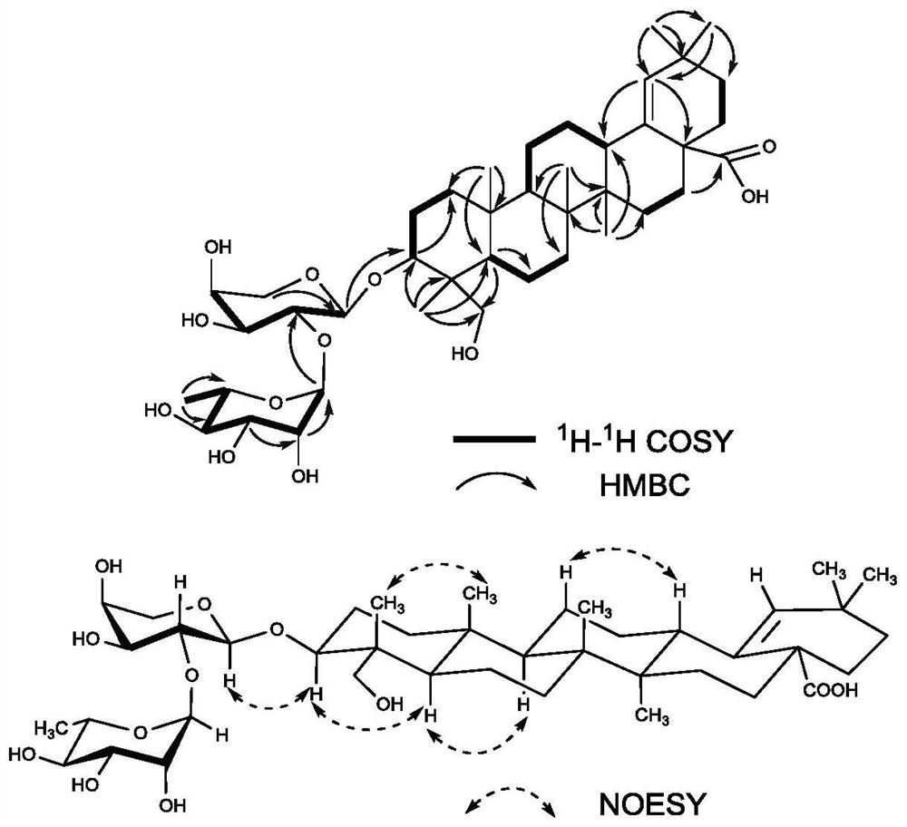 A kind of oleanane type triterpene saponin and its extraction and separation method and application