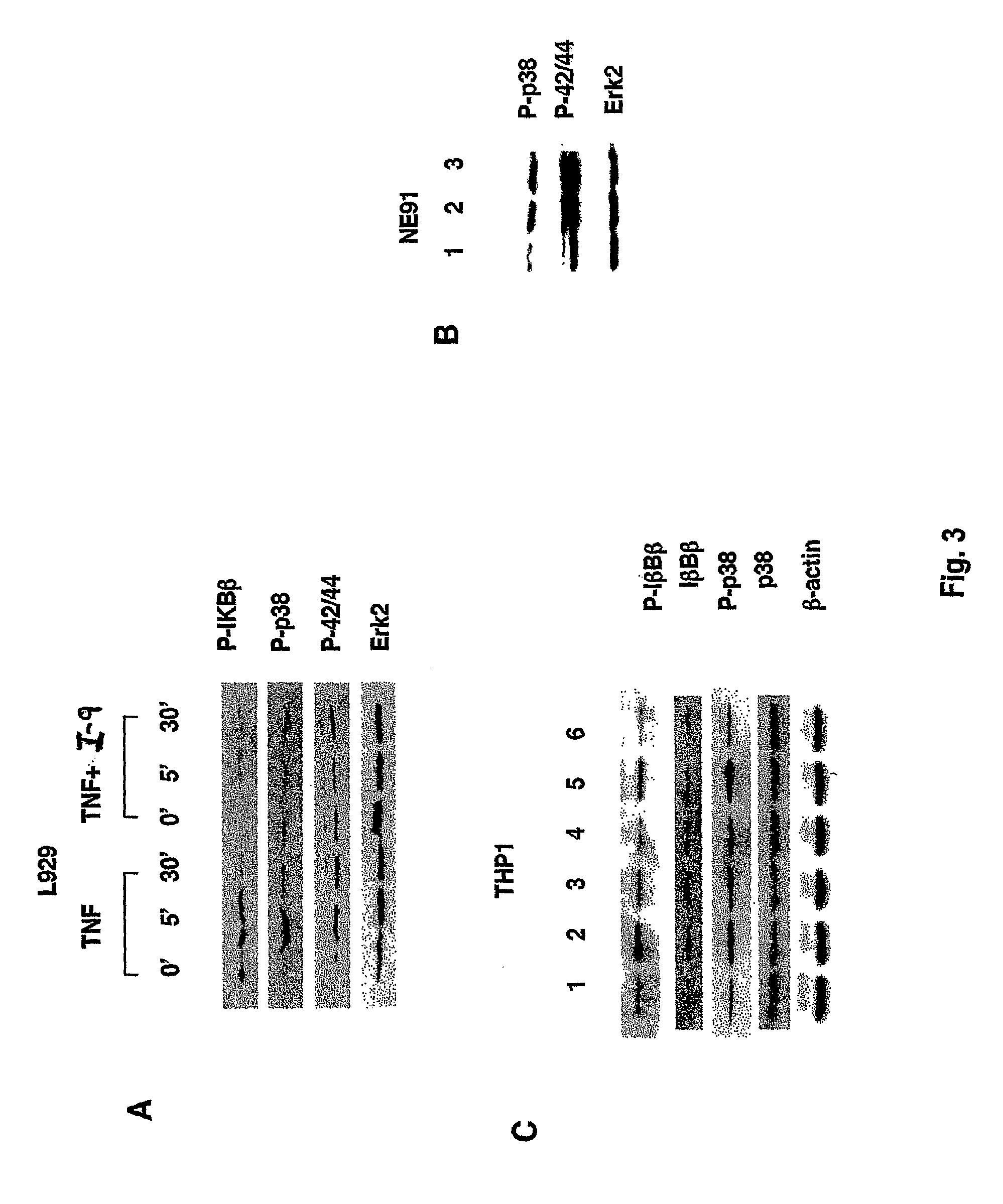 Tumor necrosis factor inhibitors