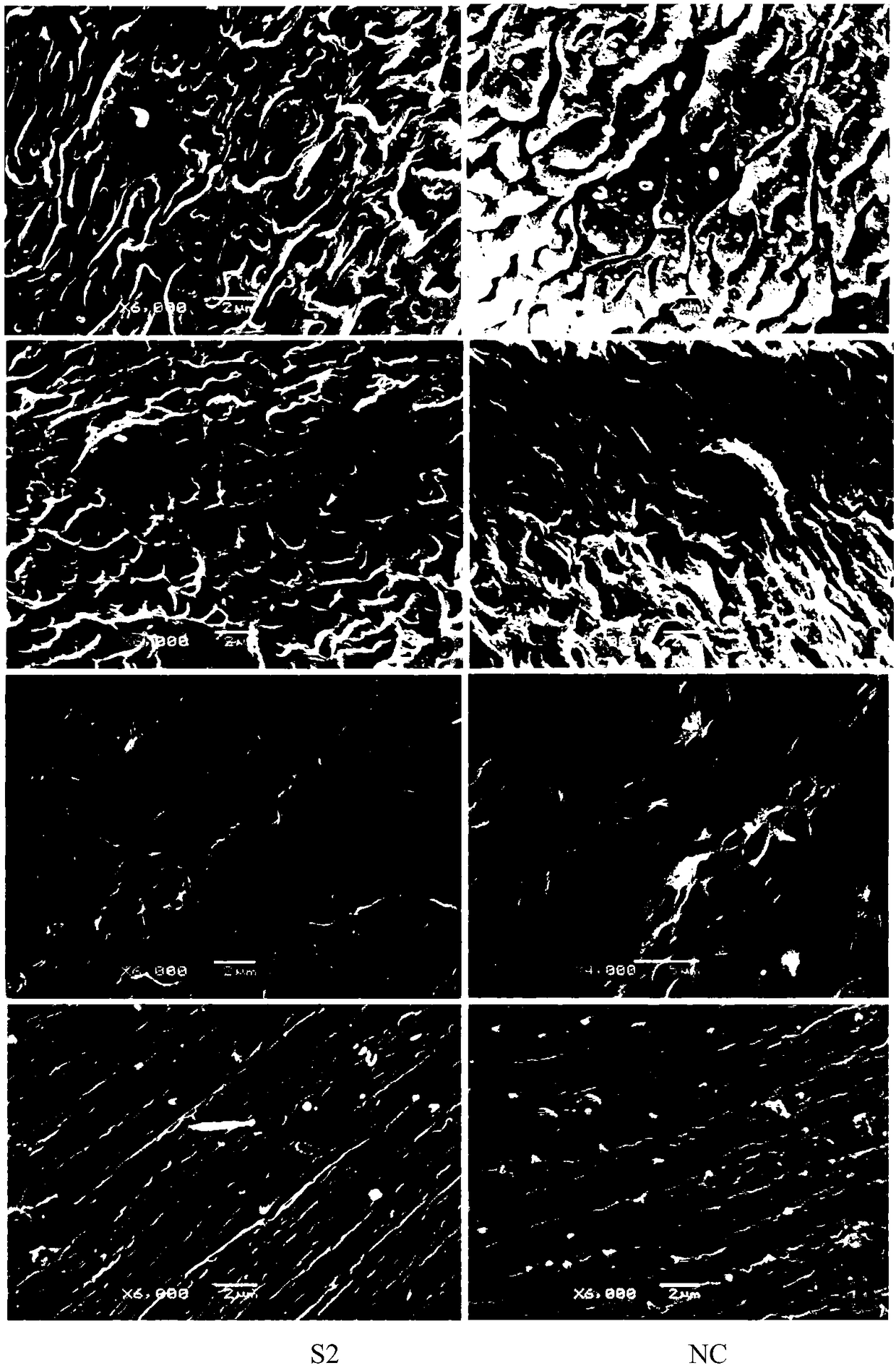 siRNA of schistosoma japonicum SjELAV-like 1 genes and application thereof