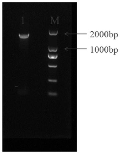 A kind of method for preparing high f value oligopeptide using chlorella powder as raw material