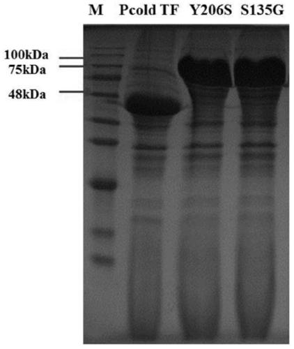 A kind of method for preparing high f value oligopeptide using chlorella powder as raw material