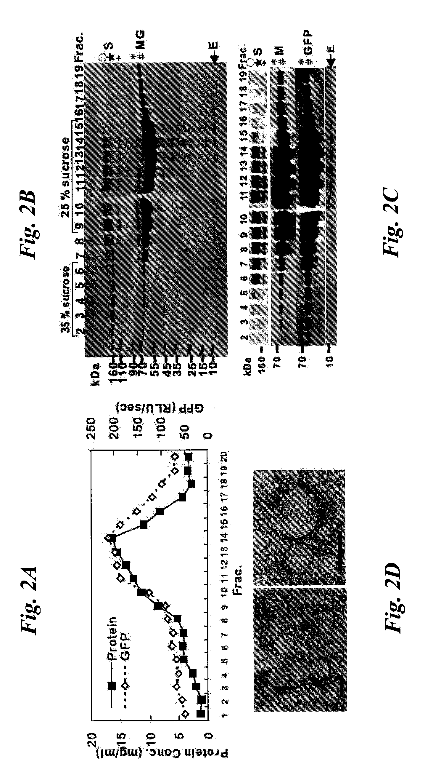 High-yield Transgenic Mammalian Expression System for Generating Virus-like Particles