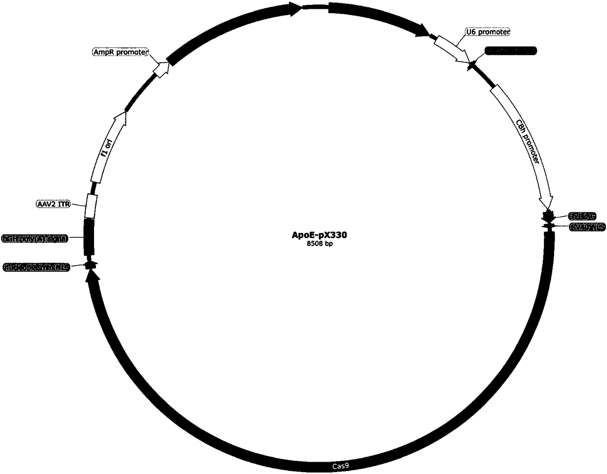 ApoE-CRISPR/Cas9 carrier and application thereof to ApoE gene knockout