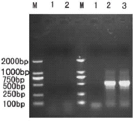 Method for cloning of pleurotus djamor HP1 laccase gene and dye decoloration of recombinase