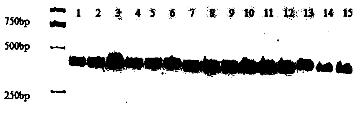 Method for identifying relative relationship of liriodendron hybrid