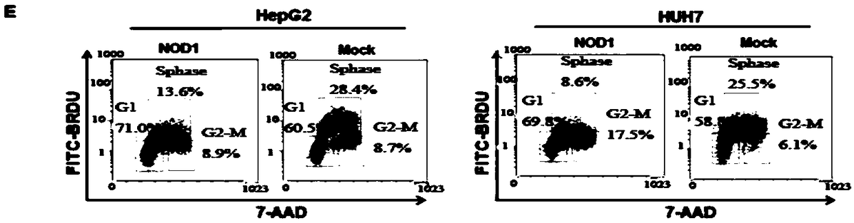 Application of NOD1 to preparation of products for inhibiting tumor SRC signal path