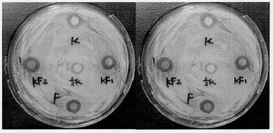 Medicine combination with antibacterial and synergically-antibacterial effects, and preparation method and application