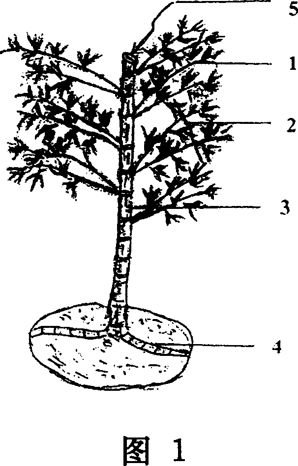 Method for pruning parent bamboo of Mao bamboo