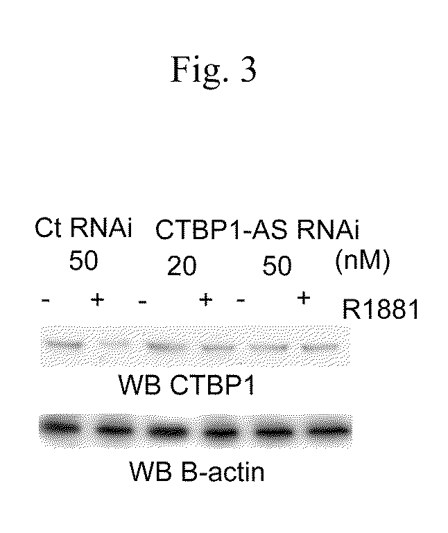 Cell growth inhibitor and screening method thereof