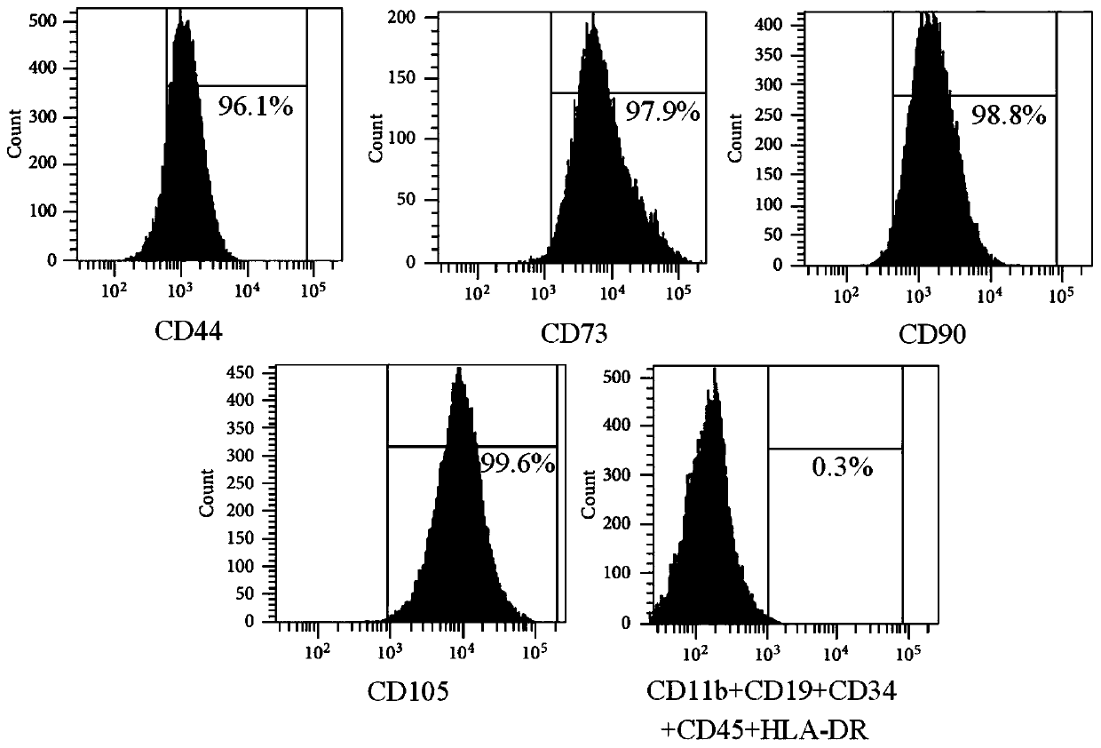 Application of serum thymus factor in promoting proliferation of human amniotic mesenchymal stem cells in vitro and preparing proliferation culture medium