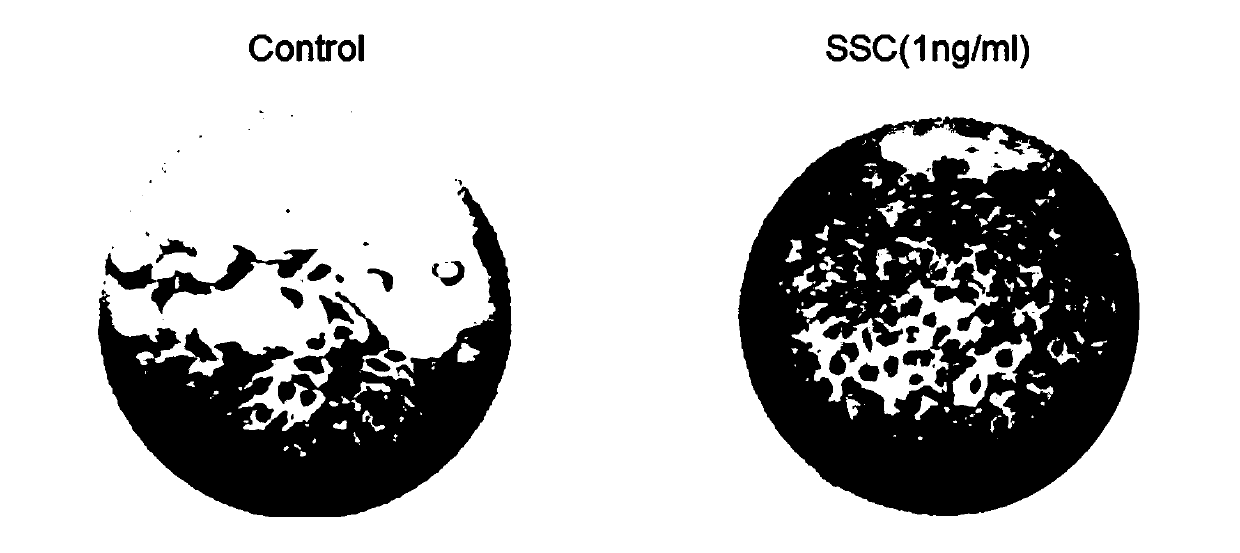 Skin-protecting essence with effects of tightening skin and reducing fine lines and preparation method thereof