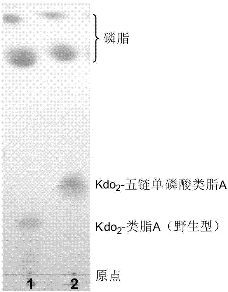 Preparation and application of low-toxicity Kdo2-monophosphoryl lipid A containing five fatty acid chains