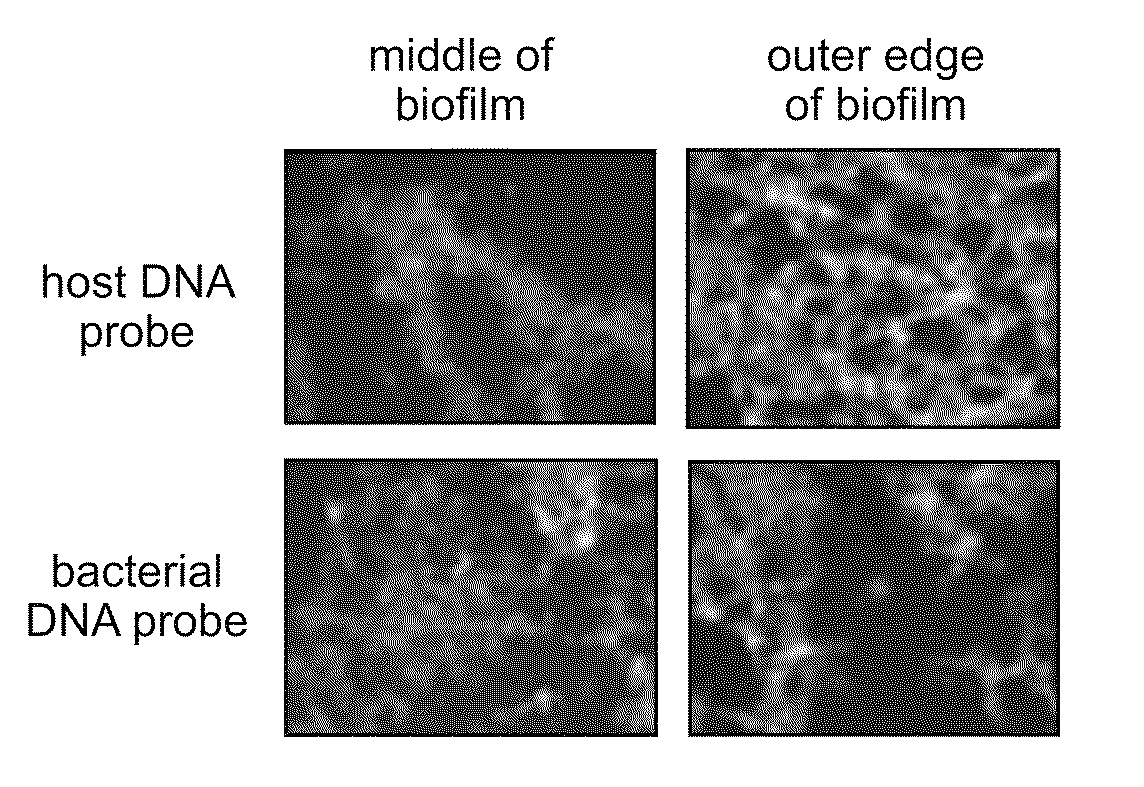 Compositions and methods for the removal of biofilms