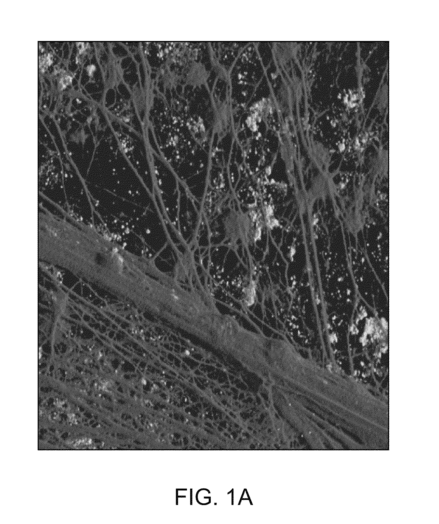 Compositions and methods for the removal of biofilms