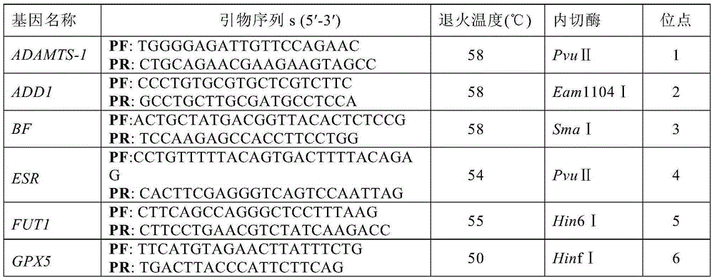 SNP molecular markers used in chromosome 6 of pig for traceability and application thereof