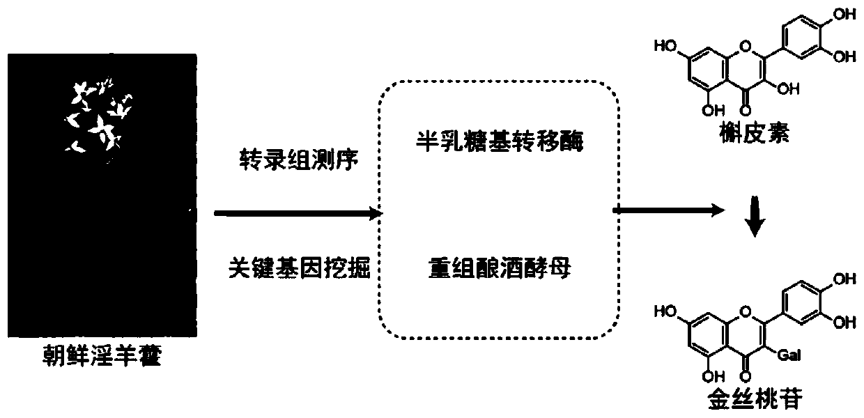 Epimedium source galactosyl transferase and application of epimedium source galactosyl transferase to preparation of hyperoside