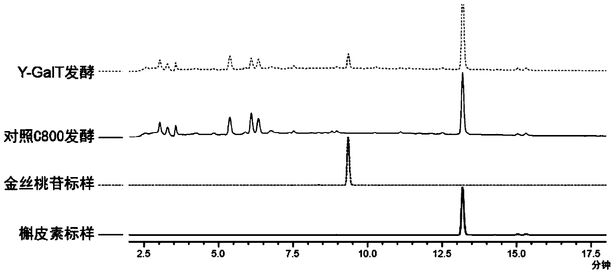 Epimedium source galactosyl transferase and application of epimedium source galactosyl transferase to preparation of hyperoside